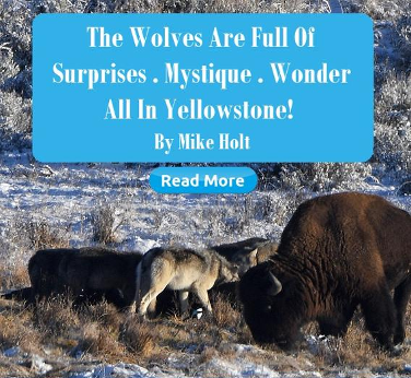 The Wolves are Full of Surprises by Mike Holt | March 2020 HSM