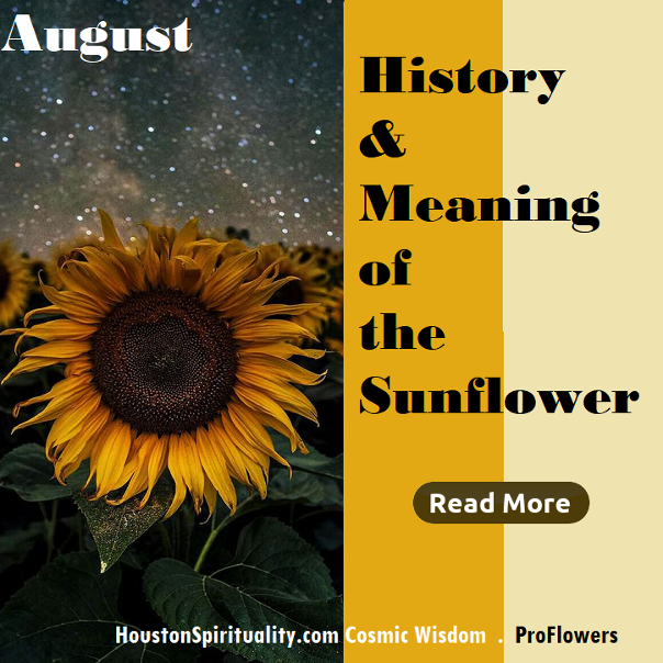 History and Meaning of the Sunflower by ProFlowers