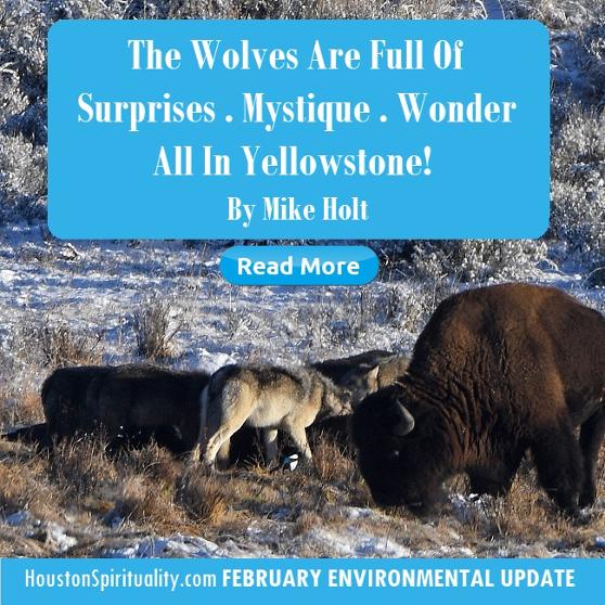 The Wolves are Full of Surprises. Mystique . Wonder by Mike Holt