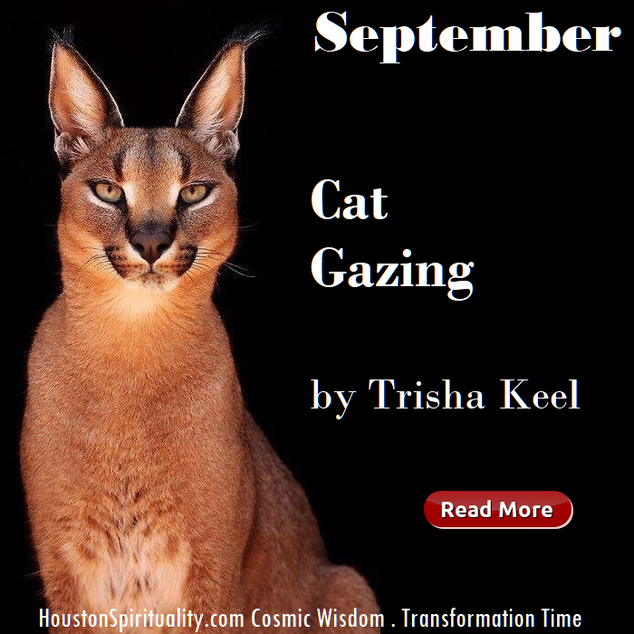 Cat Gazing - blog article by Trisha Keel