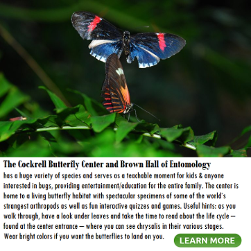 Cockrell Butterfly Center info and link