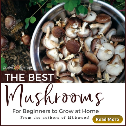 The Best Mushrooms for Beginngers to Grow at Home.