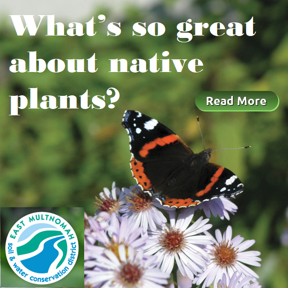 The Benefits of Native Plants for soil and water conservation