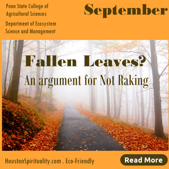 Fallen leave, an argument for not raking. Eco-friendly article